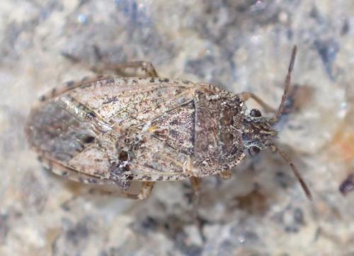 Emblethis denticollis